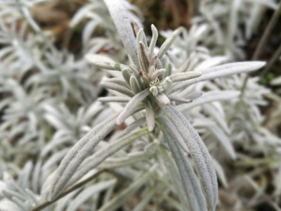 L_Silver_Frost_151105k.jpg