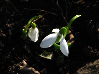 cf_g_woronowii.jpg