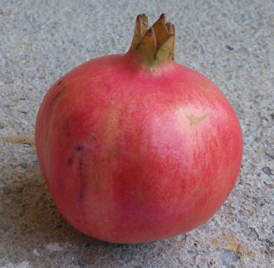 punica-granatum-provence.jpg