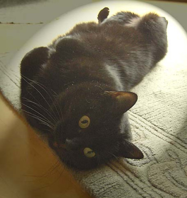 Felis07-02.JPG