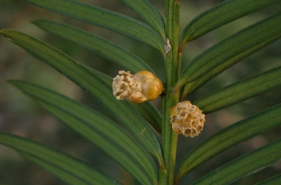 2007-02-18_taxus_baccata_bluete.jpg