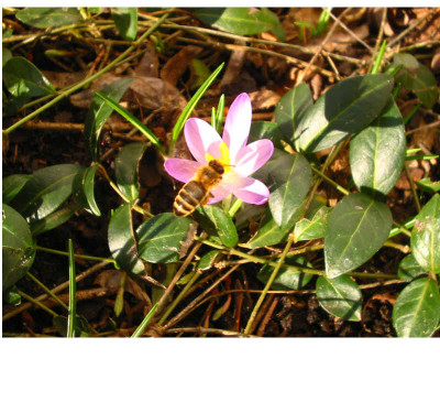Biene_am_16.02.07.jpg