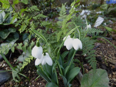 'Godfrey Owen' ...    31.12.17 050.jpg