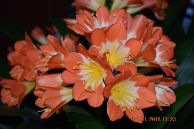 Klivienblüte 17 016.JPG