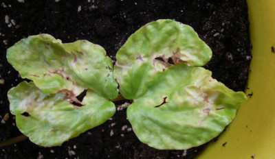 ipomoea_alba_kl.jpg