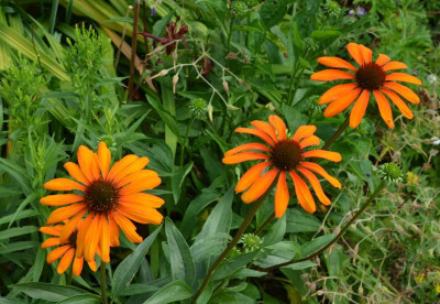 Echinacea-TikiTorch-15-2.jpg