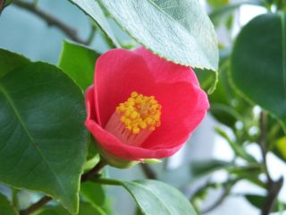 100_0489_-_Camellia_jap._K.K.PI-erste_Blute_PP.jpg
