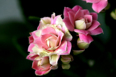 K_Zi_02072.jpg