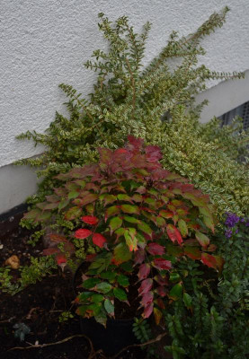 Mahonia-Cabaret.17-1.jpg