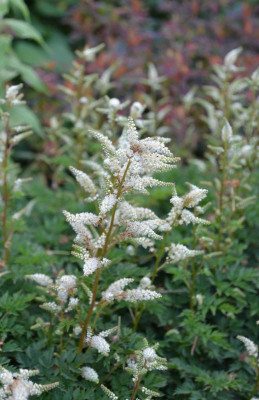 Aruncus_aethusifolius.15-1.jpg