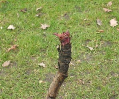 gartenforum.JPG