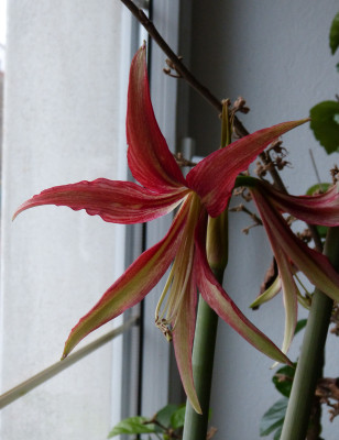 2018-01-04 Hippeastrum 'Tango'.jpg