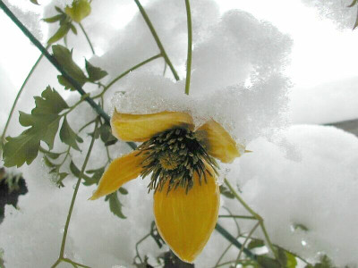 c._tangutica_3.jpg