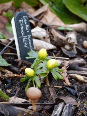 2018-01-05 Eranthis hyemalis 'Zitronenfalter'.jpg