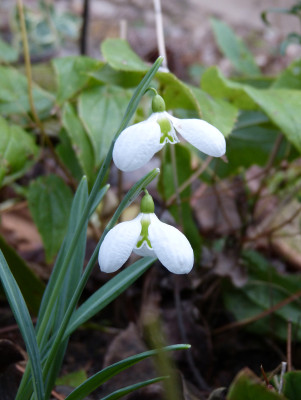 2018-01-05 Galanthus 'Three Ships'.jpg
