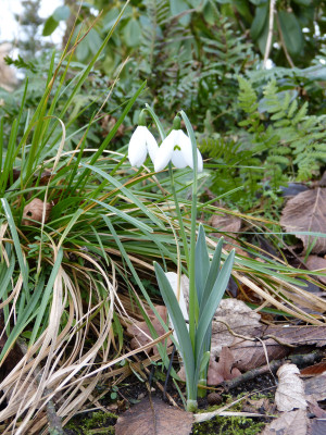 2018-01-05 Galanthus 'Mrs Macnamara' 1.jpg