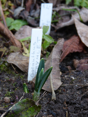 2018-01-05 Galanthus 'Trymlet'.jpg