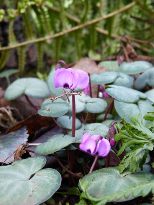 2018-01-05 Cyclamen coum.jpg