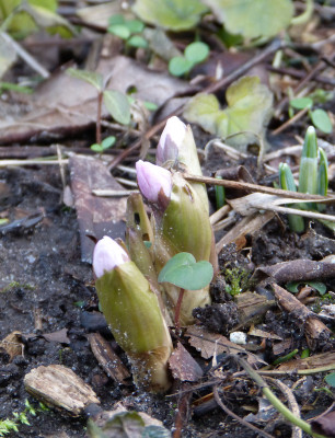 2018-01-05 Helleborus thibetanus 1.jpg