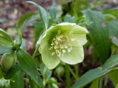 2018-01-05 Helleborus liguricus 2.jpg