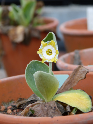 2018-01-05 Primula x auricula 'Die Goldkinder JP'.jpg