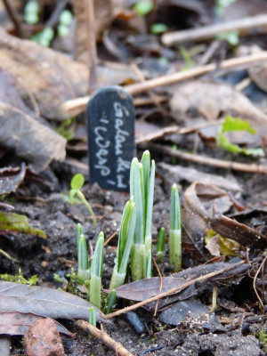 2018-01-05 Galanthus 'Wasp'.jpg