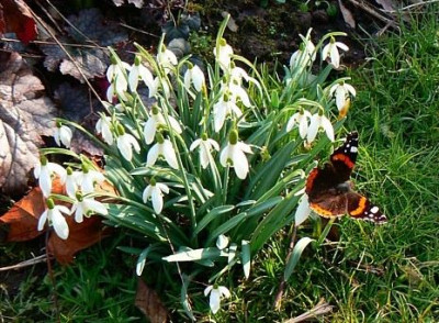 Glockenschmetterling.jpg