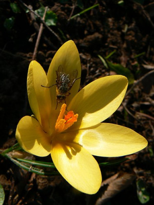 februarfruhling_17.jpg