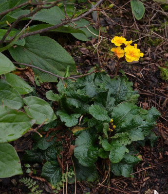 Primula-gelb.18-1.jpg