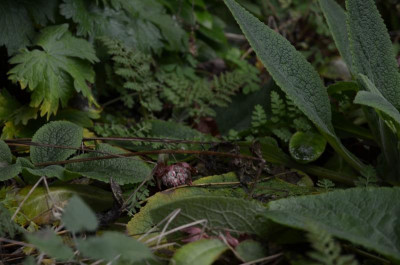 Chrysosplenium_macrophyllum.18-1.jpg