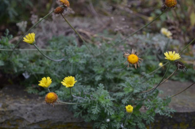 Anthemis.18-1.jpg