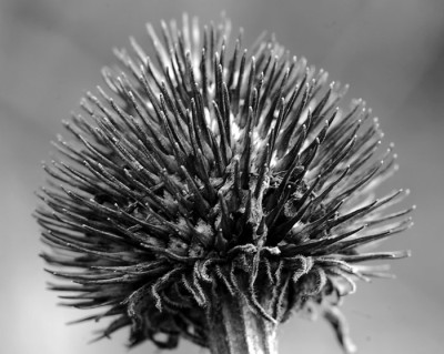 Echinops-Grau.jpg