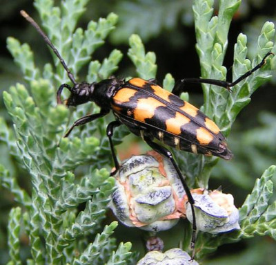 Strangalia_quadrifasciata_-_Vierbindiger_Schmalbock_02.jpg