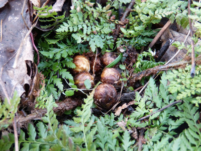 2018-01-05 Polystichum setiferum 'Herrenhausen'.jpg