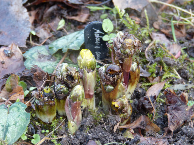 2018-01-06 Adonis 'Fukujukai' (A. amurensis hort.).jpg