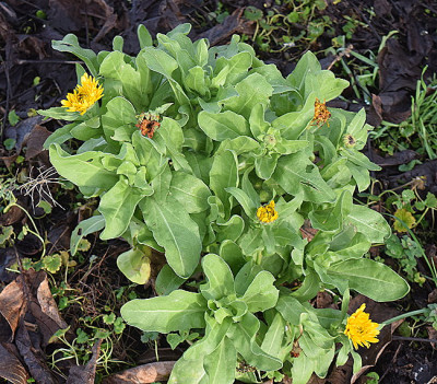 ringelblume.jpg