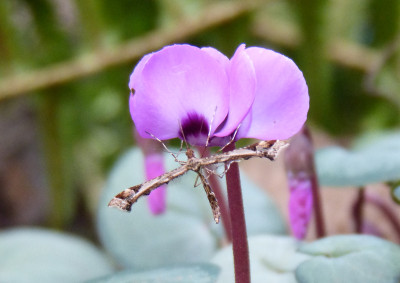 2018-01-05 Cyclamen coum 3.jpg