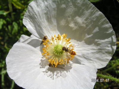 Schwebfliege_Mohn.jpg