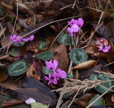 Cyclamen_coum.18-1.jpg