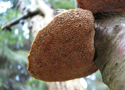 Pilz12.02.07_011.jpg