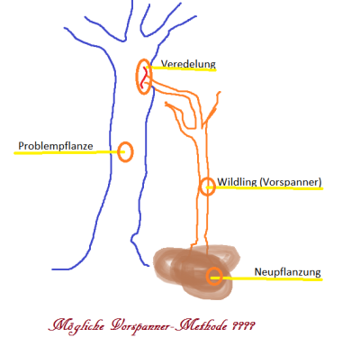 vorspanner1.png