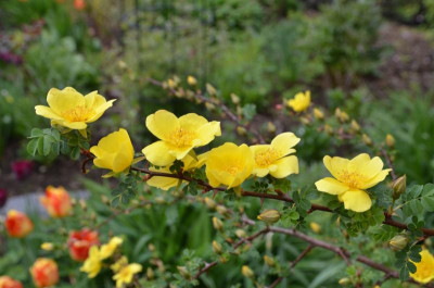 Rosa_pimpinellifolia-HelenKnight.17-2.jpg