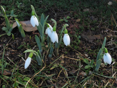 schneegloeck.img.JPG
