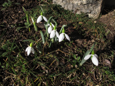 schneegloeck3.img.JPG