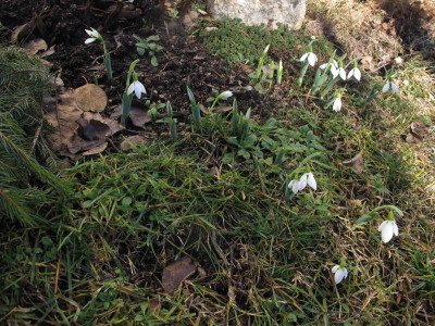 schneegloeck2.img.JPG