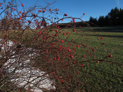 hagedez.img.JPG