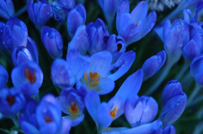 Krokus_Violett_10_15-02-2007.jpg
