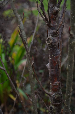 Sorbus-AutumSpire.18-1.jpg