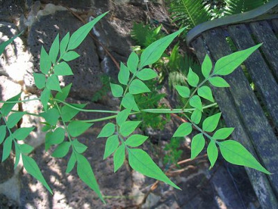 Jasminum_officinale_1.jpg