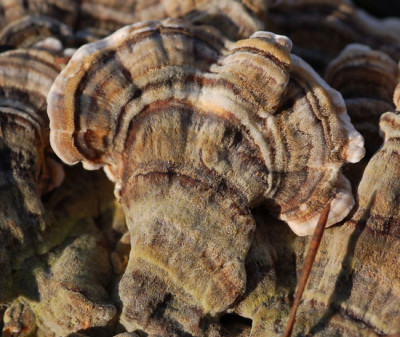 Pilz-Bisamberg-0207.jpg